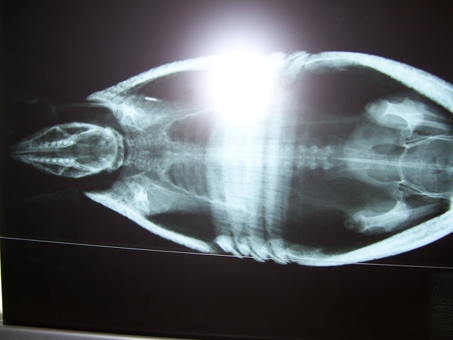 3 Ringed Armadillo 1