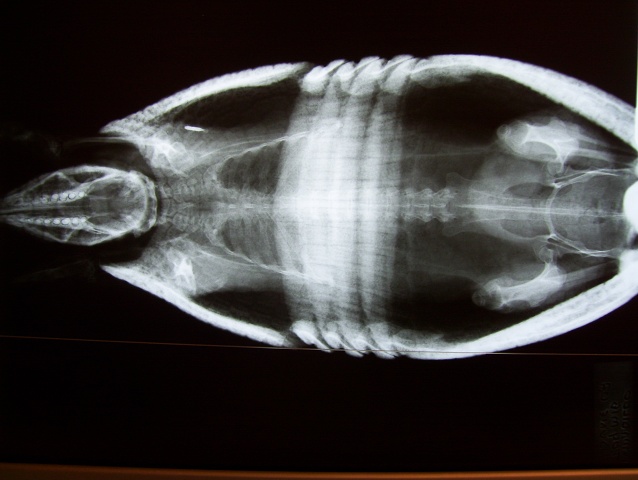 3 Ringed Armadillo 2