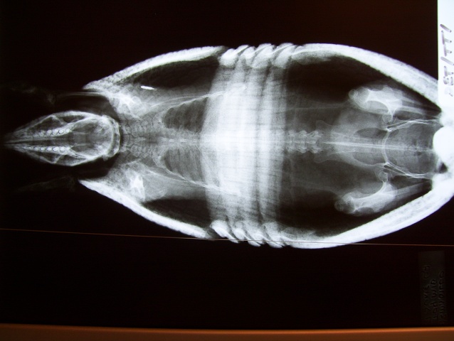 3 Ringed Armadillo 4