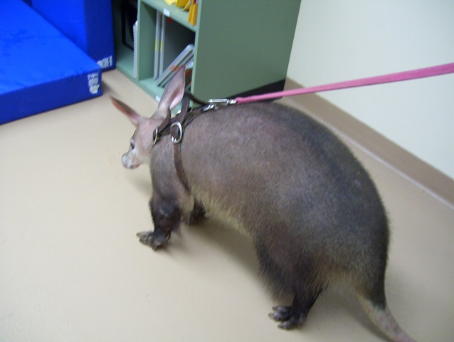 Aardvark 3