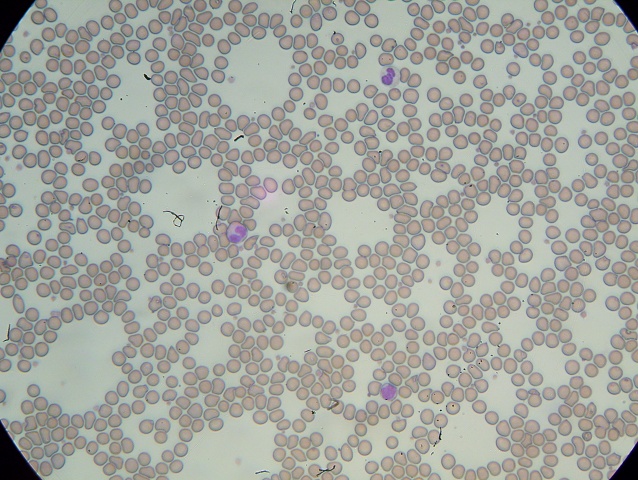 Northern Sea Otter 40x 1