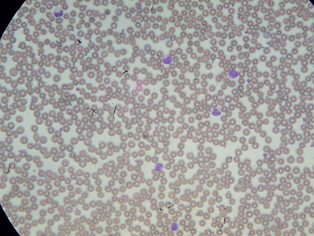 Northern Sea Otter 40x 3