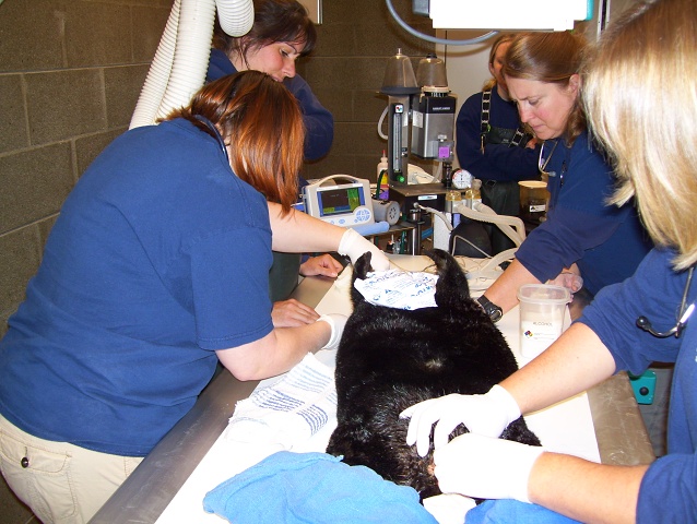 Southern Sea Otter 10