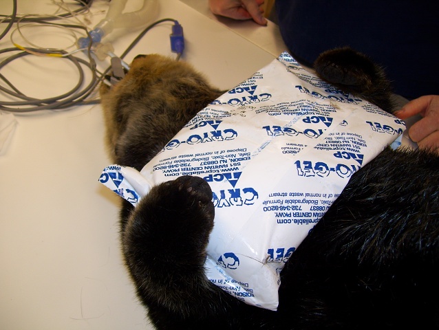 Southern Sea Otter 11