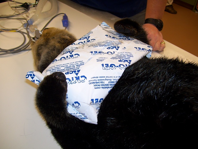 Southern Sea Otter 12