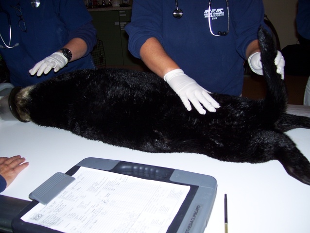 Southern Sea Otter 3