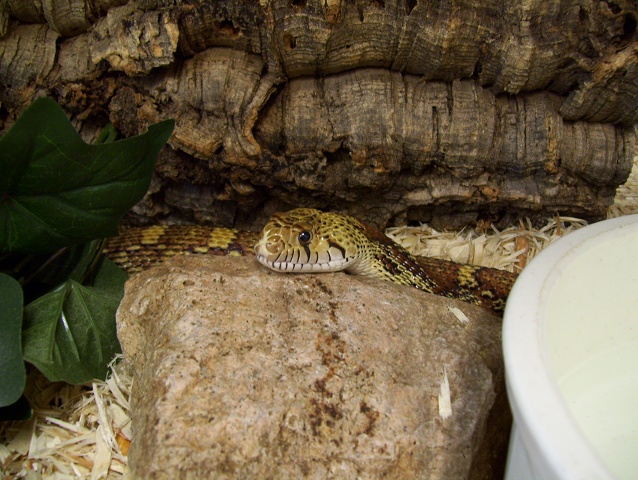 Timber, Gopher Snake 1