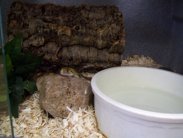 Timber, Gopher Snake 2