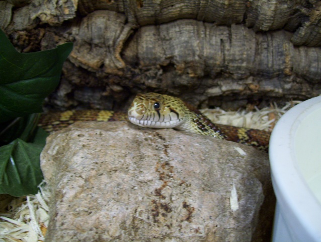 Timber, Gopher Snake 3