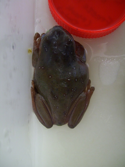 White's Tree Frog 3